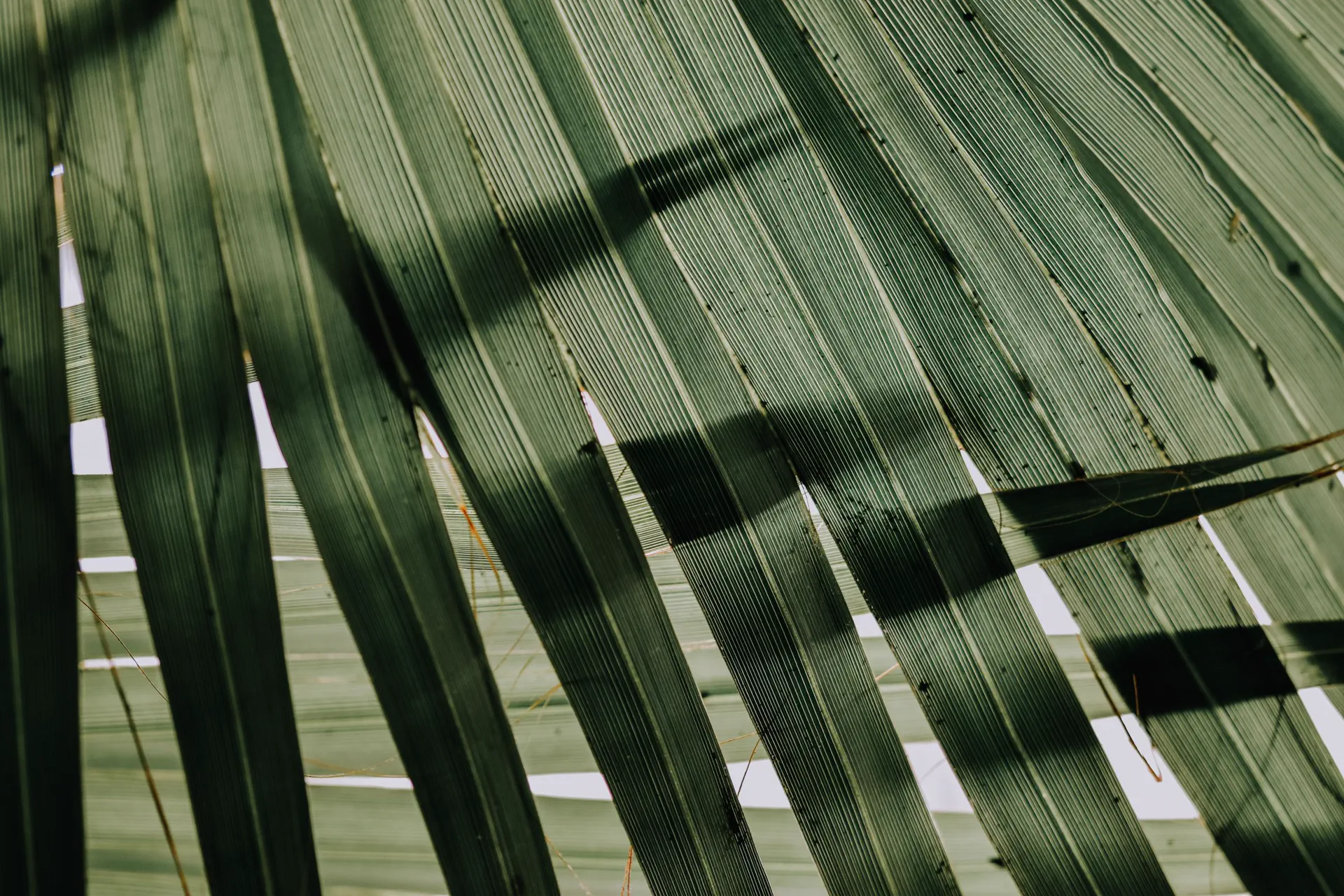 Sunlit fan palm frond with fine parallel veins
